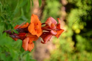 Des roses photographiées sur un fond naturel et artistique aux teintes douces.