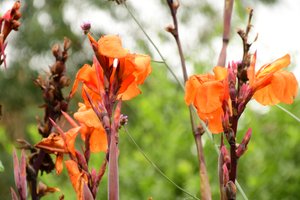 Des roses photographiées sur un fond naturel et artistique aux teintes douces.