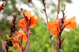 Des roses photographiées sur un fond naturel et artistique aux teintes douces.