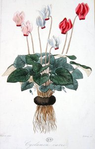 Cyclamen, gravé par Debray