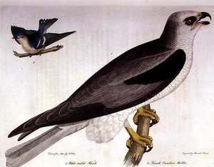 Buse à queue blanche et Paruline Céruléenne Femelle, gravé par Alexander Lanson