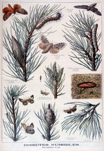 Insectes nuisibles : papillons et mites qui endommagent les pins