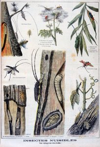 Insectes nuisibles destructeurs des forêts, 1897 - A Clement
