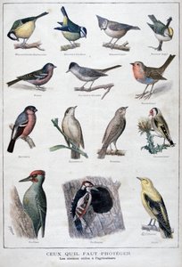 Oiseaux utiles en agriculture, 1896