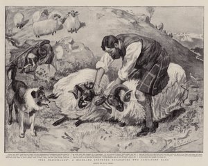 Le Pacificateur, un berger des Highlands séparant deux béliers combattants - A. G. Small