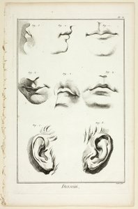 Design : Anatomie faciale de l