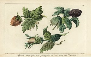 Motifs de broderie pour fruits, baies et glands