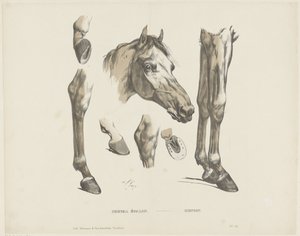 Cheval étalon - A. van Loco