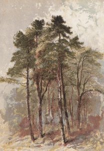 Groupe de sapins - Aaron Edwin Penley
