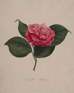 Iconographie du genre camellia: No. 171