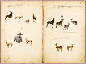 Antilopes, dossier d