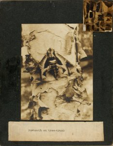 Coléoptère sur un tronc d