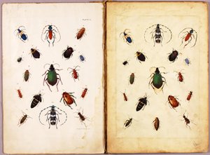 INSECTES — Coléoptères colorés, paysage, dossier d