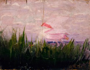 Spatule de Dougall, étude pour le livre Concealing Coloration in the Animal Kingdom (en anglais) - Abbott Handerson Thayer