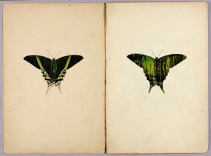 Papillon Urania, dossier d
