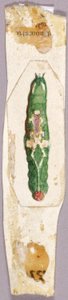 Chenille en bordure de feuille de bouleau blanc, étude pour le livre "Concealing Coloration in the Animal Kingdom". - Abbott Handerson Thayer
