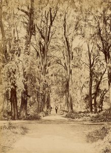 Mexique. Bosquet de Chapultepec, près de Mexico
