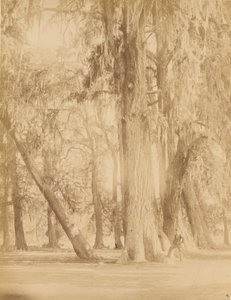 Mexique. Bosquet de Chapultepec, près de Mexico - Abel Briquet