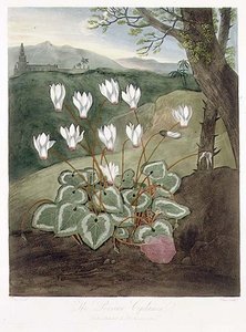 Le Cyclamen persan, gravé par Elmes, de 