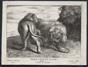Divers lions