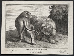 Divers lions