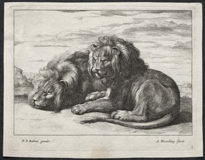 Divers lions - Abraham Blooteling