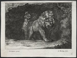 Divers lions - Abraham Blooteling