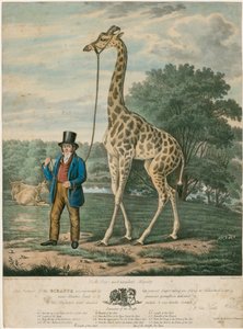 Portrait de la girafe, 1827