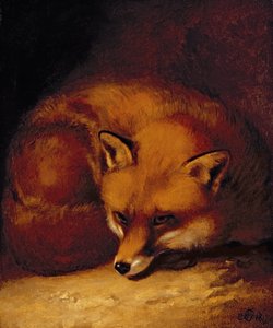 Un renard