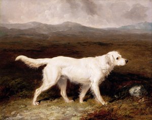 Le setter anglais blanc 