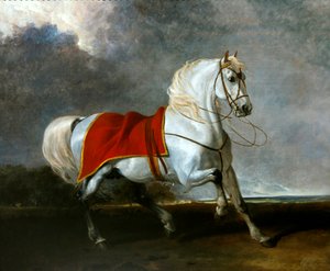 Cheval gris sellé effrayé par une tempête, appelé 