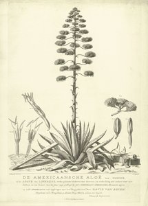 Aloès américain en fleur, 1757 - Abraham Delfos
