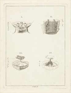 Coupes de plantes - Abraham Delfos
