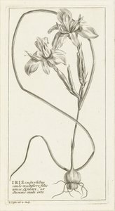 Iris - Abraham Delfos