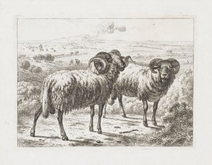 Deux béliers - Abraham Hendrik Winter