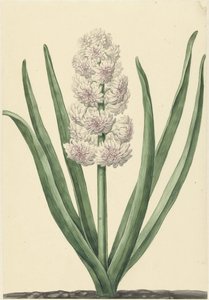 La jacinthe rose et blanche