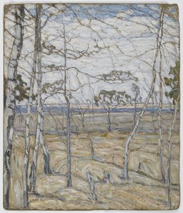 Arbres de bouleau