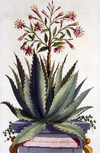 Aloe Serrata major umbellifera, de 