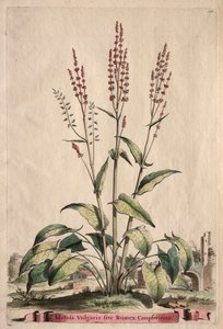 Phytographia Curiosa: Acetosa Vulgaris sive Rumex Canpferinus - Abraham Munting