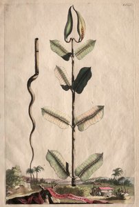 Phytographia Curiosa: Apocynum Virginianum - Abraham Munting
