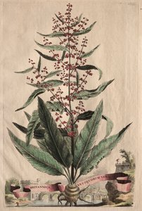 Phytographia Curiosa : Britannica Antiquorum Vera - Abraham Munting