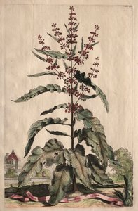 Phytographia Curiosa : Lapathum Longifolium Crispum - Abraham Munting