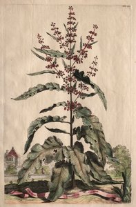 Phytographia Curiosa : Lapathum Longifolium Crispum - Abraham Munting