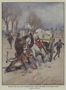 Ce qui a été vu récemment dans une rue publique de Turin, un mulet pacifique attaqué par deux lionnes en liberté - Achille Beltrame