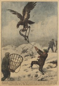 Dans les montagnes de Coggiola (Biella), un jeune homme a pu attraper dans un piège un magnifique aigle royal - Achille Beltrame