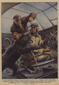 Un ours, transporté par voie aérienne de New York à Pittsburgh, s