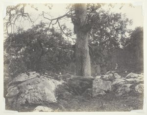 Forêt et rochers, Fontainebleau
