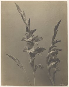[Glaïeul] - Achille Quinet