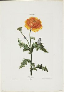 Papauer I. 106. Morphée, de Hortus Nitidissimis, 1773 - Adam Louis Wirsing