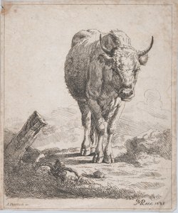 Une vache, vue de face, 1805